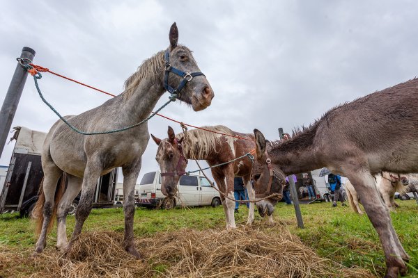 Tier ohne Mensch im Regen: Beim Viehmarkt machen sich die Besucher und die Aussteller gleichermaßen rar. - © Torben Gocke