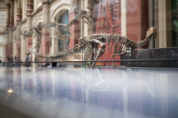 Dysalotosaurus lettowvorbecki: Der Name des Dinosauriers bezieht sich auf Paul von Lettow-Vorbeck, der als deutscher Offizier am Völkermord an den Herero und Nama beteiligt war. - © Sebastian Gollnow/dpa