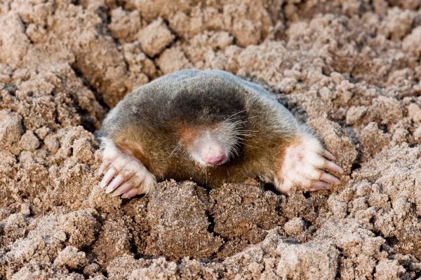 Beobachtungen von Maulwürfen und Igeln können vom 17. bis zum 27. Mai über die Online-Plattform von Nabu-Naturgucker gemeldet werden. - © Agami/T. Douma/blickwinkel/dpa