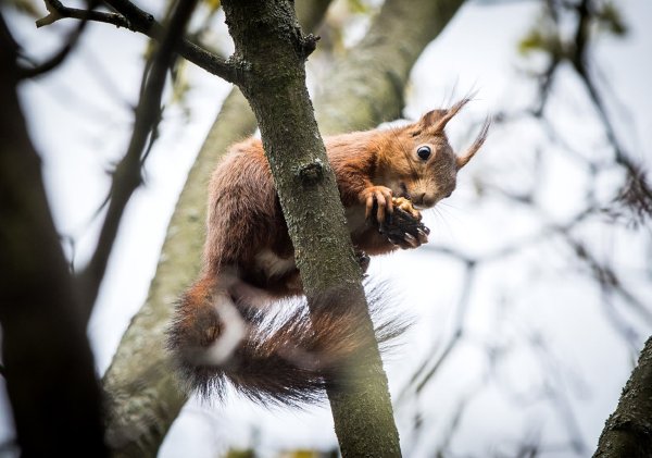 Eichhörnchen auf dem Baum - © Foto: Frank Rumpenhorst/dpa