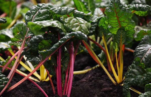 Mangold kann auch im Winter geerntet werden. - © Andrea Warnecke/dpa-tmn