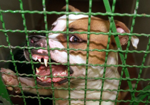 Ein Pitbull hat auf Mallorca seinen eigenen Halter schwer verletzt. Der Deutsche musste in ein Krankenhaus gebracht werden. (Archivbild) - © picture alliance / dpa