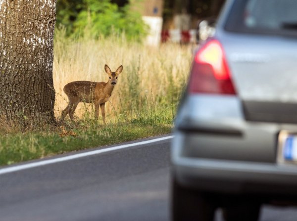 Besonders häufig laufen Rehe auf die Straße und werden von Autos überfahren.  - © DPA