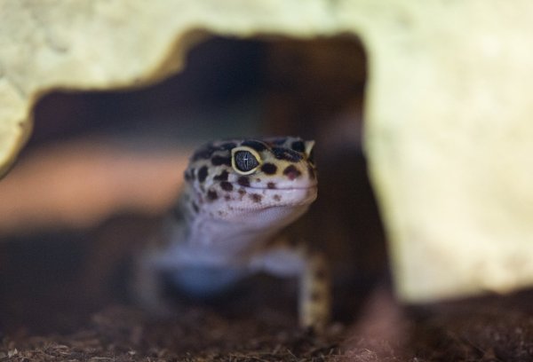 Trockenterrarium für Geckos - © Foto: Andrea Warnecke