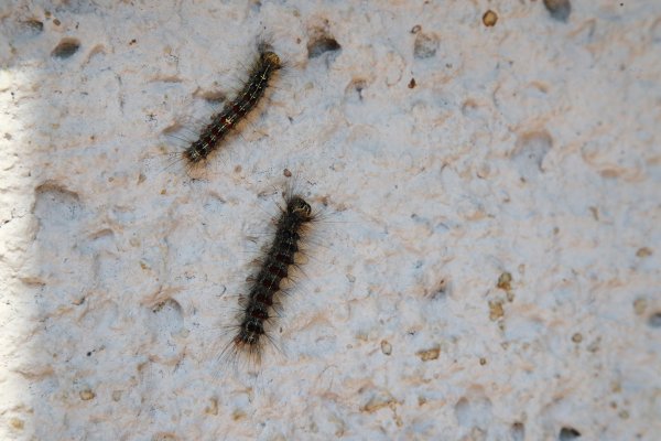 Schwammspinner - © Foto: Bodo Schackow