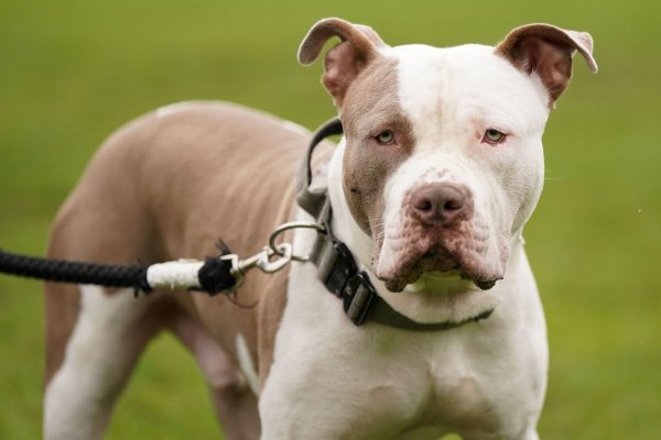 Die Haltung sogenannter XL Bullys ist in England nur noch unter strengen Vorgaben erlaubt. (Archivbild) - © Jacob King/Press Association/dpa