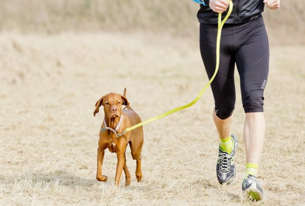 Joggen mit Hund - © Foto: Monique Wüstenhagen