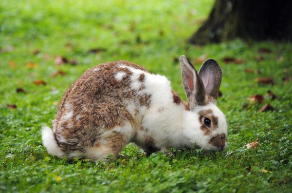 Kaninchen im Garten - © Foto: Jennifer Jahns/dpa-tmn