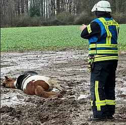 EinPferd ist auf einem Acker im Bad Salzufler Ortsteil Papenhausen bis zurBrust im Matsch eingesunken. Die Freiwillige Feuerwehr Bad Salzuflen hilft mit vereinten Kr&auml;ften bei der Rettung des Tieres. - &copy; Freiwillige Feuerwehr Bad Salzuflen