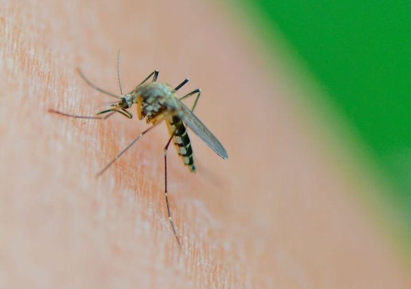 Damit es gar nicht so weit kommt, nutzen viele im Sommer gern Insektensprays. Was sie taugen, hat die Stiftung Warentest untersucht. - © Patrick Pleul/dpa/dpa-tmn