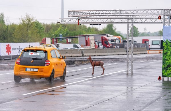 Plötzlich taucht das Reh vor einem Auto auf. Es kommt bei diesem Crashtest mit Tempo 80 zum Zusammenstoß und der Fahrer weicht nach links aus. - © Guido Kirchner/dpa