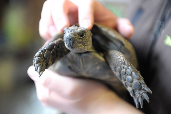 Kein Kuscheltier: Schildkröten wollen am liebsten nicht angefasst werden. - © picture alliance / dpa