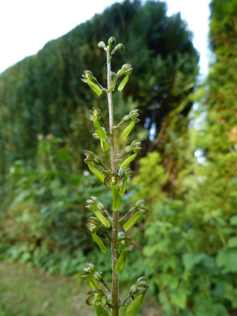 Großes Zweiblatt