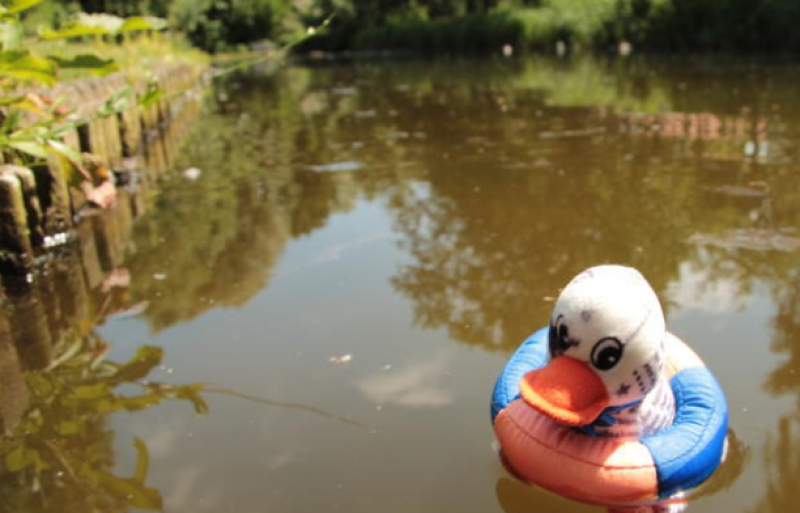 Ententeich in Lemgo muss erneut entschlammt werden Lokale Nachrichten