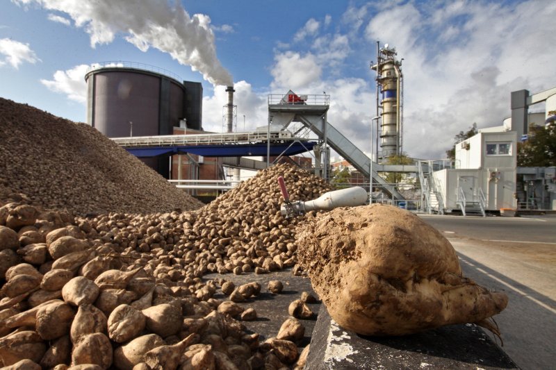  Das Ernteergebnis versüßt die Bilanz der Zuckerfabrik 
