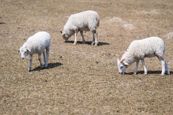 Aktuell gebe es lediglich im Osten Sachsens, Brandenburgs und Mecklenburg-Vorpommerns noch einzelne Regionen, in denen trockenere Böden registriert werden. - © Fabian Sommer/dpa
