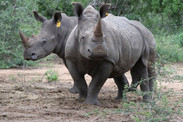 Zwei Breitmaulnashörner in einem Naturschutzgebiet in Südafrikas KwaZulu-Natal Provinz. - © Kristin Palitza/dpa