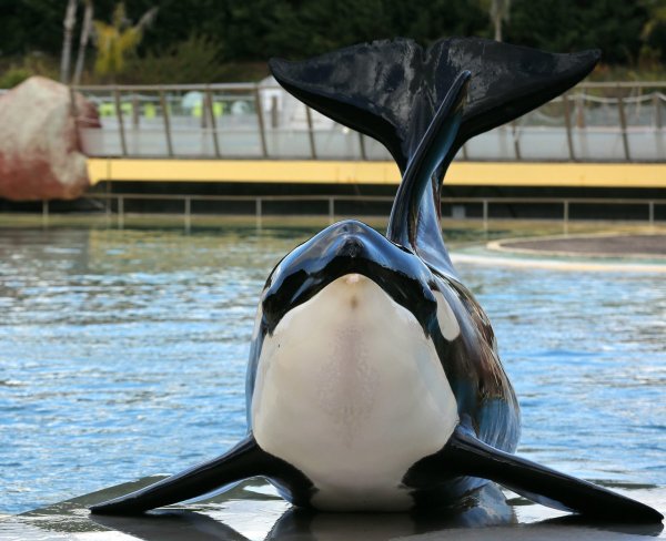 Orca am Rande eines Wasserbeckens - © Foto: Sebastien Nogier