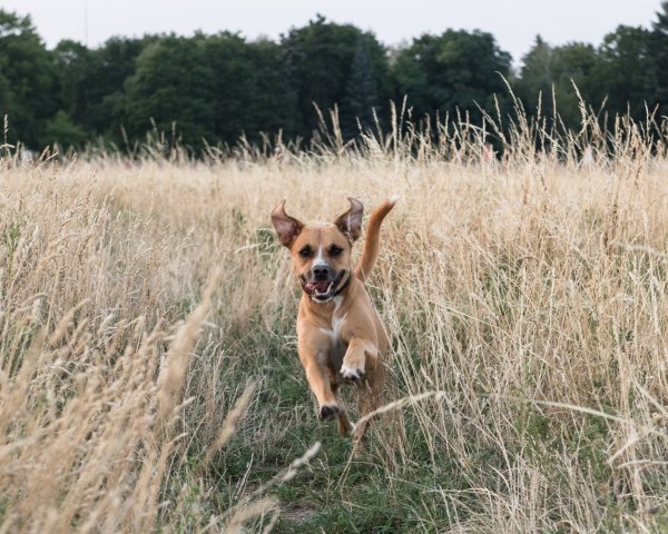 Ein Hund springt über die Wiese - © Foto: Robert Günther