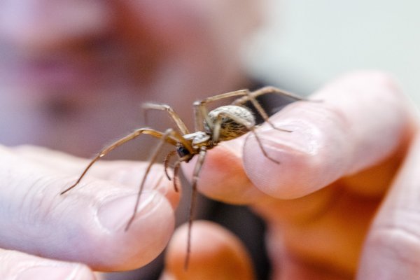 Die Winkelspinne kommt im Winter gerne ins Haus. - © dpa: Markus Scholz