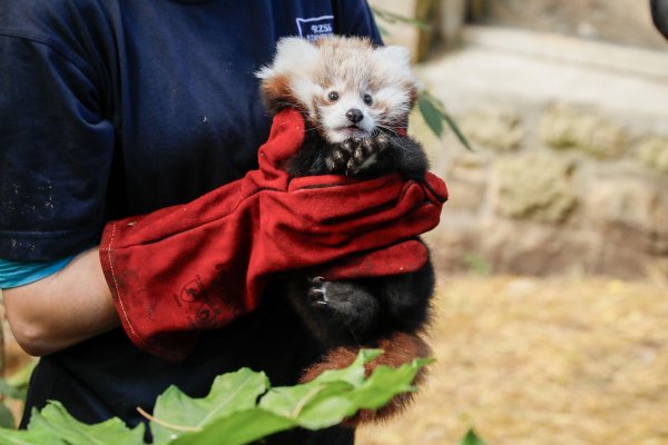 Das kleine Panda-Junge hatte erst vor kurzem seine Mutter verloren. (Archivbild) - © Rzss/Rzss/PA Media/dpa