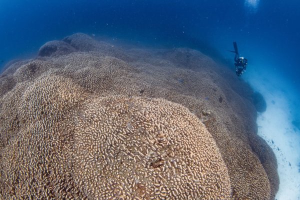Forscher des Programms Pristine Seas von National Georgraphic haben nach eigenen Angaben eine Koralle entdeckt, die größer ist als alle bislang bekannten. - © Manu San Félix/National Geographic Pristine Seas/dpa