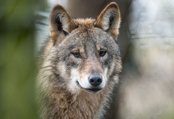 Wölfe werden auch in NRW als Problem gesehen. (Symbolbild) - © picture alliance / Bernd Thissen/dpa