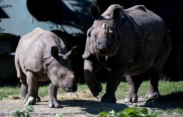 Nashorn-Mama Rapti (rechts) starb im Alter von 35 Jahren (Archivbild von 2016). - © picture alliance / dpa