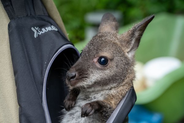 Känguru Mathilda schaut aus dem Rucksack von Tierpflegemeister Schneider heraus. - © Stefan Sauer/dpa