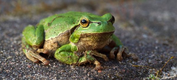 Frosch im Garten - © Foto: Stefan Sauer