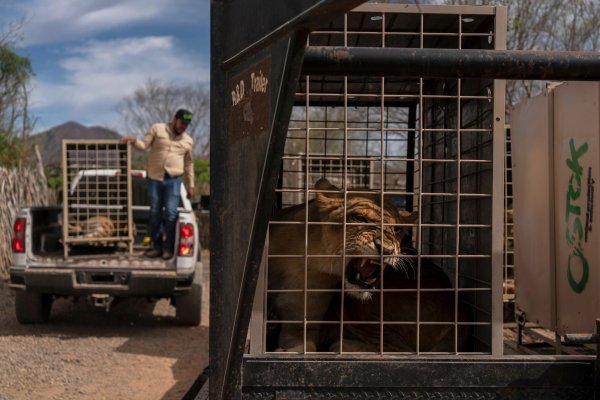 Das Wildtierreservat Ostok wurde 2021 gegründet. - © Felix Marquez/AP/dpa