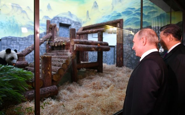 Tiere als Ausdruck freundschaftlicher Beziehungen zwischen den Ländern: Der Moskauer Zoo profitierte auch schon von dieser Art der Diplomatie - als Chinas Staats- und Parteichef Xi Jinping (rechts) Putin Pandabären schenkte. (Archivbild) - © Alexander Vilf/Pool Sputnik Kremlin/AP/dpa