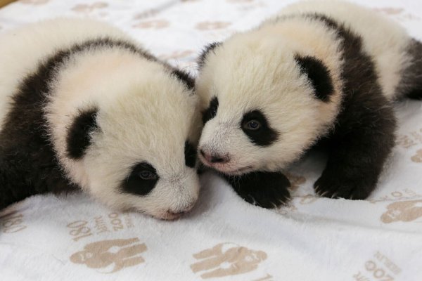 Kurz vor dem Krabbelalter: die Panda-Zwillinge des Berliner Zoos. - © -/Zoo Berlin/dpa