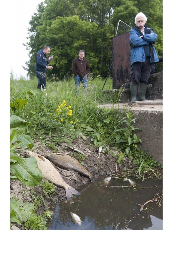 Tote Flüsse: In der Else bei Bünde starb jegliches Leben. - © Thomas Klüter