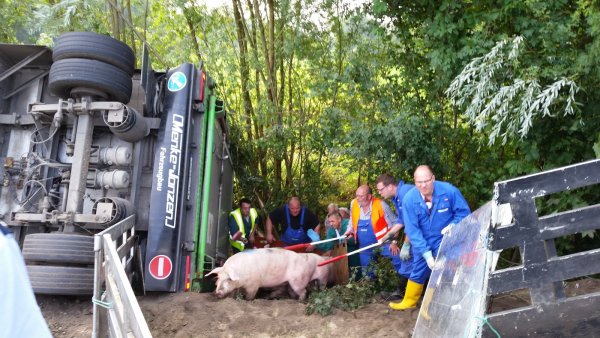 Schweinerettung nach Verkehrsunfall in Rheda-Wiedenbrück - © Andreas Eickhoff