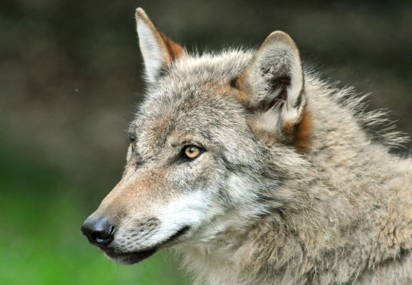 Wieder in OWL: Der Wolf. Für seine Wiederansiedlung gibt es einen Managementplan. - © dpa