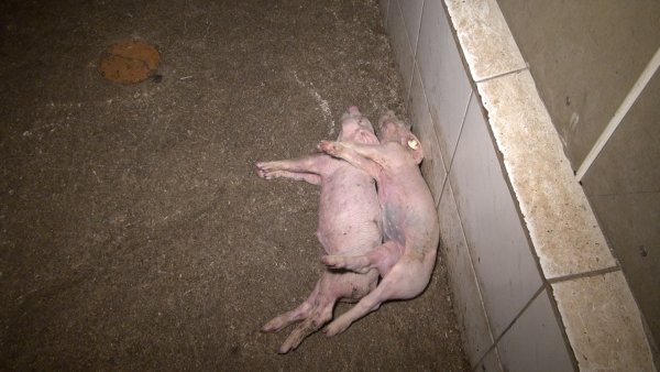 Von Peta aufgedeckt: Mit Bildern wie diesen prangert der Verein Missstände in der Tierhaltung an. - © Peta Deutschland e.V.