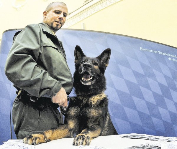 Wie „Tyson", der im Rietberger Mordfall zum Einsatz kam, ist auch „Bento" (hier mit Herrchen Stefan Heisinger aus Augsburg) auf die Suche nach Geld spezialisiert. - © picture alliance / dpa