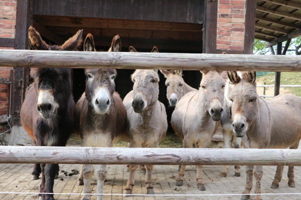 Fühlen sich wohl: Acht Esel leben zur Zeit auf dem Teuthof. Dazu kommt ein Maultier. - © Yvonne Glandien