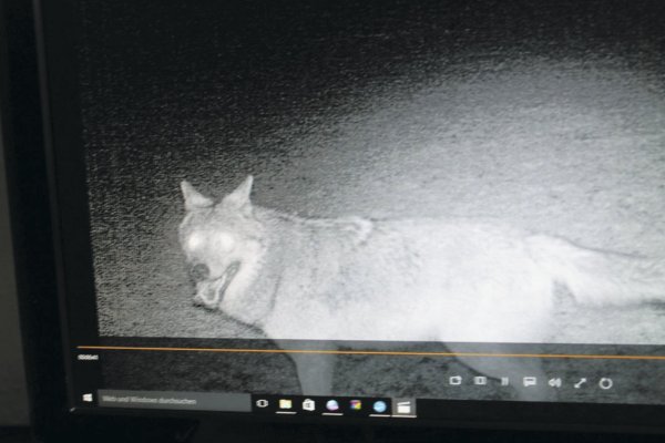 Dieser Wolf wurde von einer Nachtkamera auf landwirtschaftlichem Gelände aufgenommen. - © Doris Lüdeking