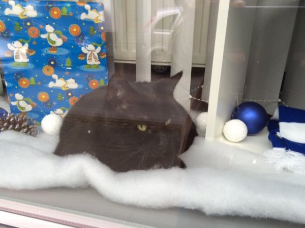 Keine Deko, sondern echt: „Mupfel" hat es sich im Schaufenster von Lemgo Marketing gemütlich gemacht. - © Tobias Schneider