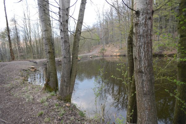 Der Feuerlöschteich am Blomensteiner Weg: Hier ist der Eingangsbereich zum Ruheforst geplant. Drei Parkplätze mit 70 Stellplätzen sieht der Plan für Besucher des Begräbniswaldes vor.  - © Karl-Heinz Krull