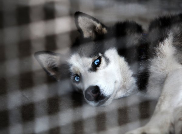 Strahlend blaue Augen: Das Bild zeigt einen der Huskies, nachdem er dem Isselhorster Ehepaar entzogen wurde. - © Patrick Menzel