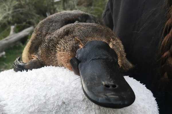 Schnabeltier - © Foto: UNSW/AAP/dpa