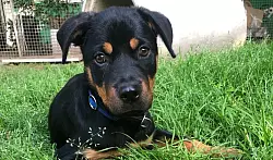 H&uuml;ndin Luna sucht ein neues Zuhause. - &copy; Tierheim G&uuml;tersloh