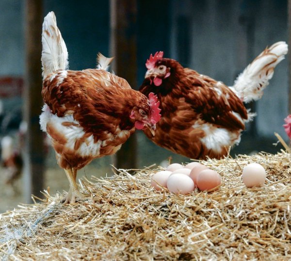 Freilandhaltung ist in NRW nicht mehr überall erlaubt: Das Risiko der 
Verbreitung von Vogelgrippe wird weiter als hoch eingeschätzt. - © DPA