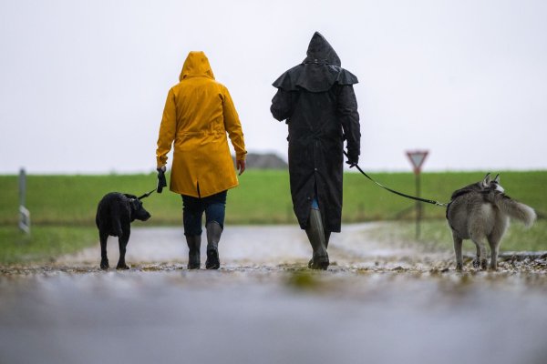 Kleine Gassirunde: Bei stürmischem Wetter sollte man mit dem Hund lieber nur kurz spazieren gehen und Gegenden mit Bäumen meiden. - © Mohssen Assanimoghaddam/dpa/dpa-tmn