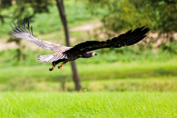 Ein junger Seeadler fliegt über eine Wiese. (Archivbild) - © Frank Molter/dpa