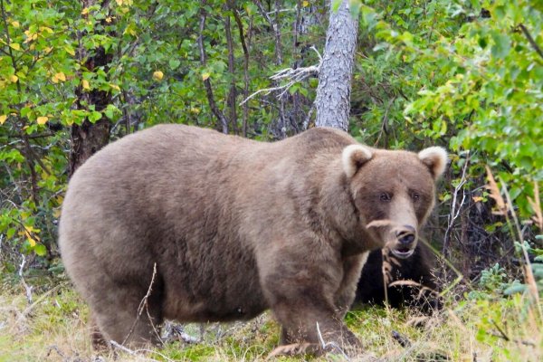 Über die Sommermonate konnte die Bärin Grazer viele Lachse fangen. - © M. Carenza/National Park Service via AP/dpa