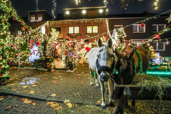 Die Nachbarn staunen: Zur Eröffnung des Oberhausener Weihnachtshauses stehen zwei Pferde vor der Tür von Dirk van Acken - © Christoph Reichwein/dpa